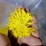 金丝菊花
