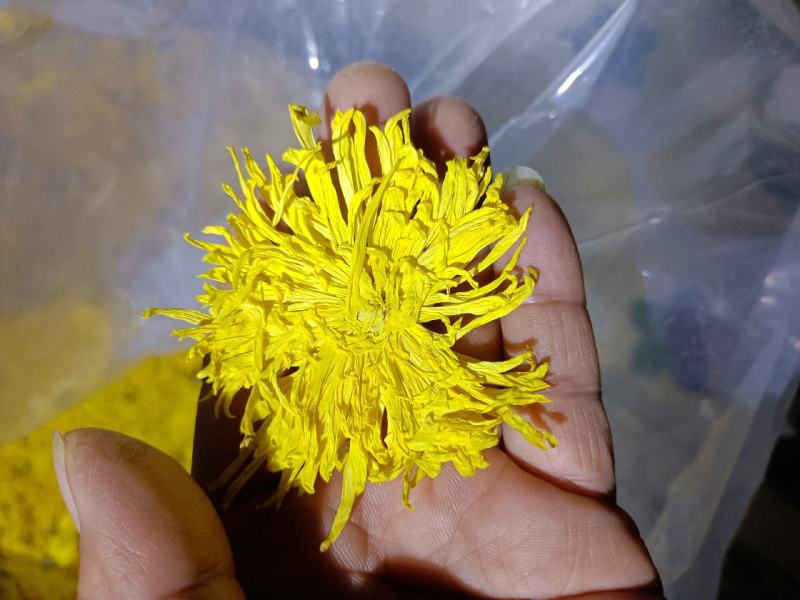 金丝菊花