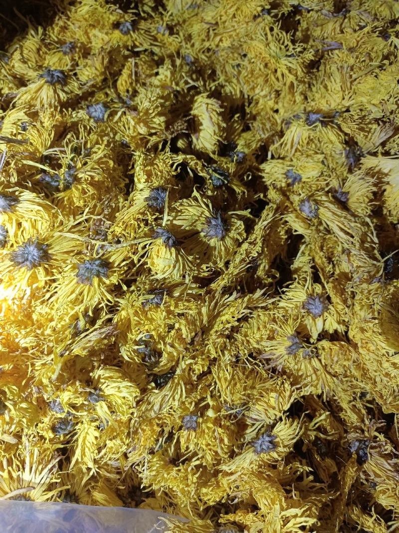 金丝菊花