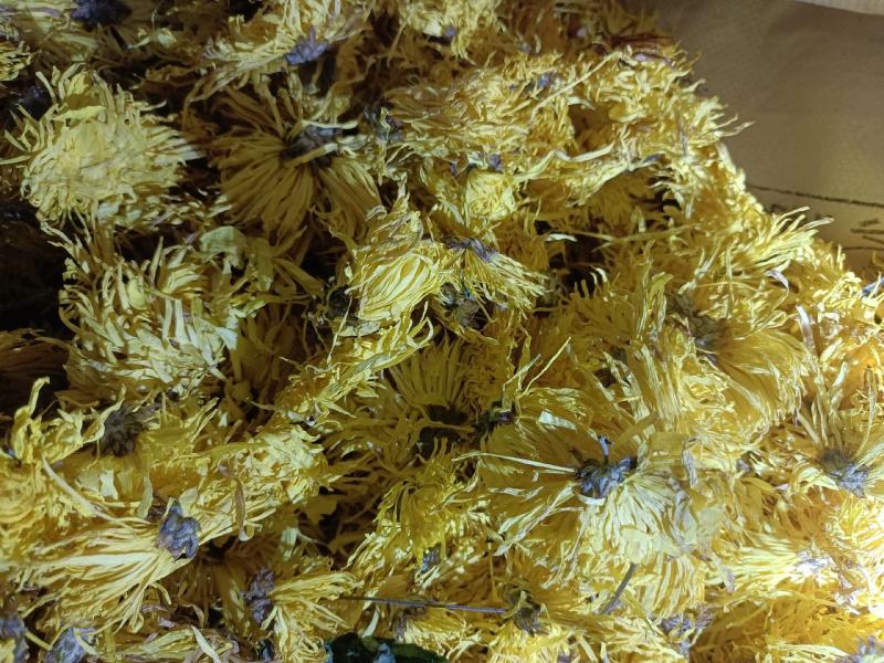金丝菊花