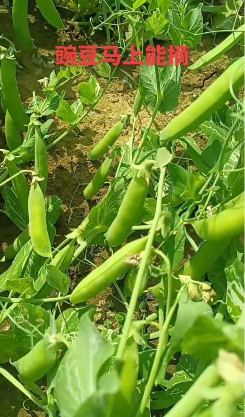 河南社旗县豌豆角
