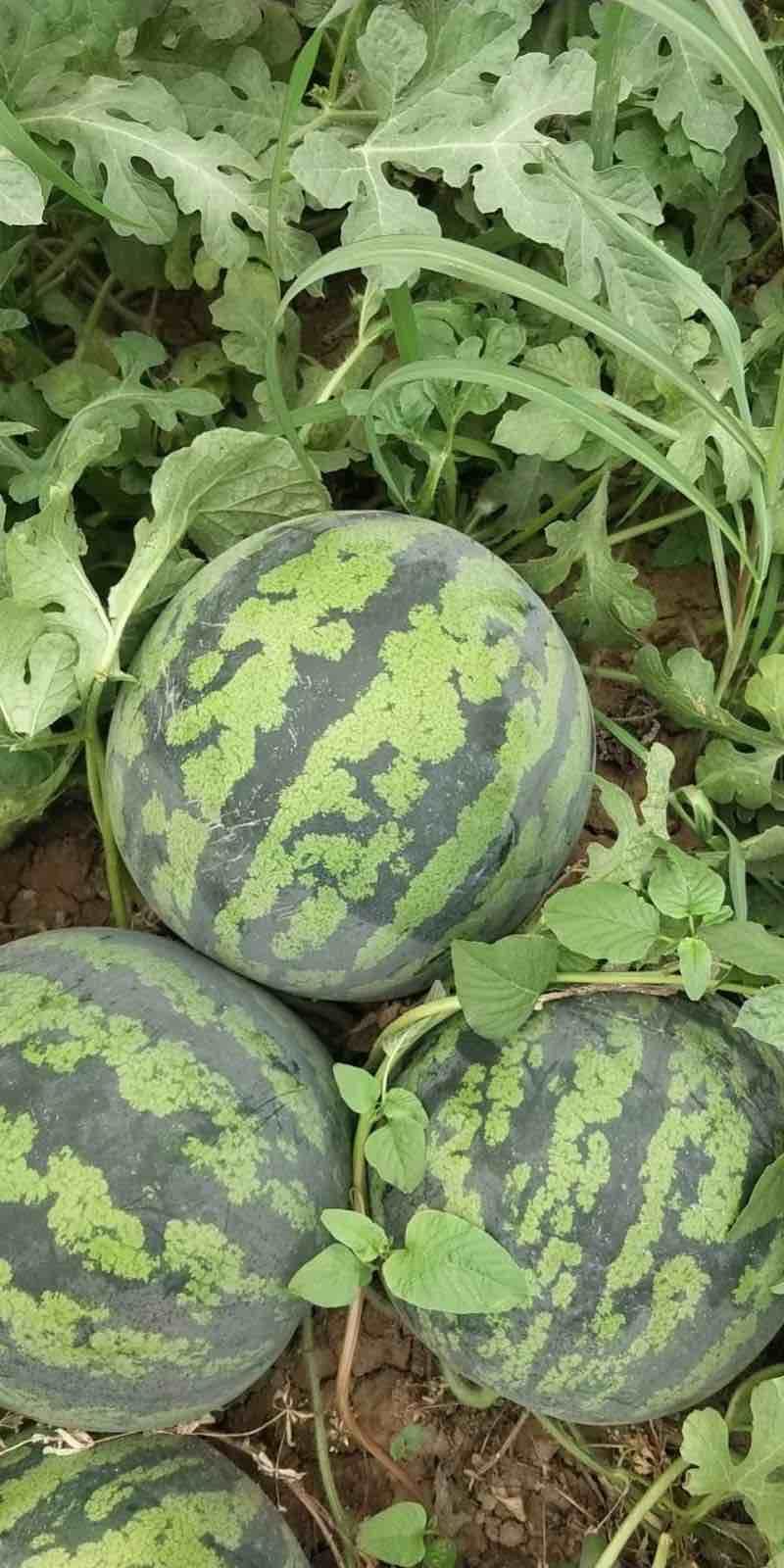 头茬许营甜王西瓜甜度高西瓜下单秒发包熟包甜全国发货