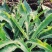 野菜山货