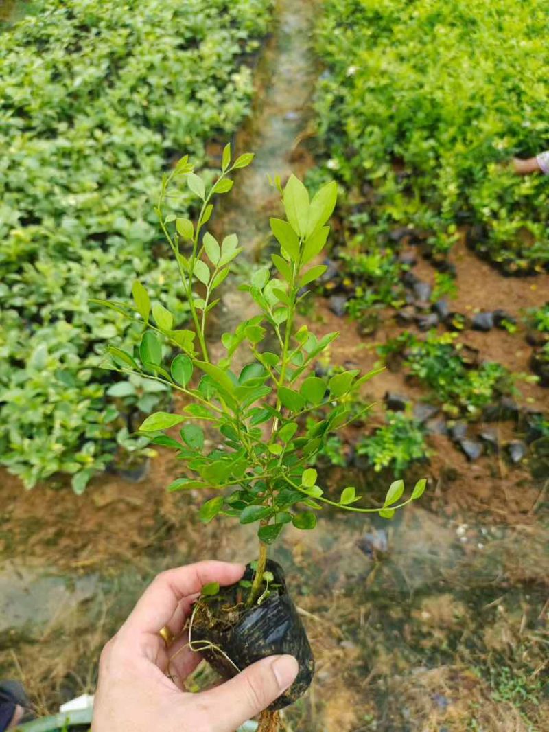九里香20-150，基地直销，一手货源，大量低价出售