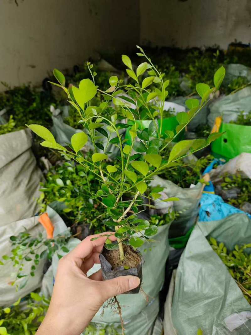九里香20-150，基地直销，一手货源，大量低价出售