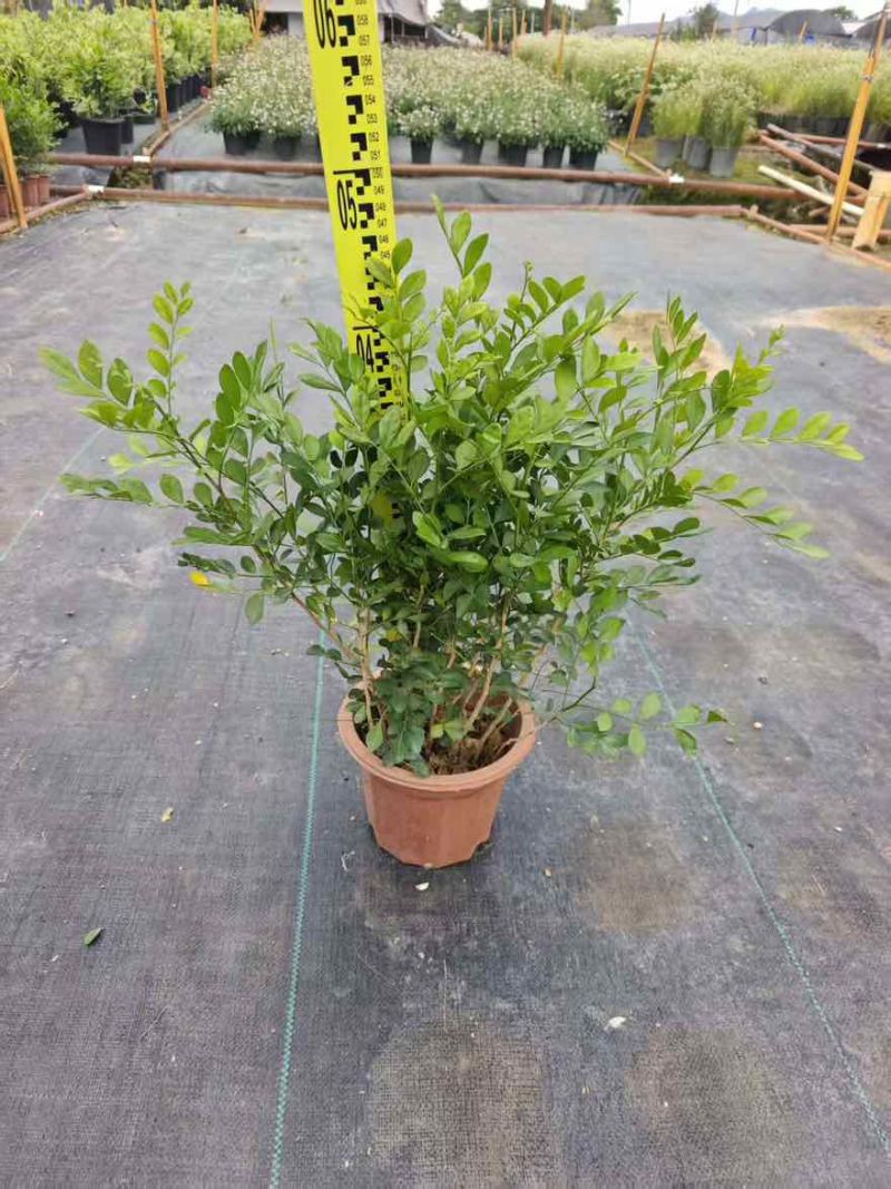 九里香20-150，基地直销，一手货源，大量低价出售