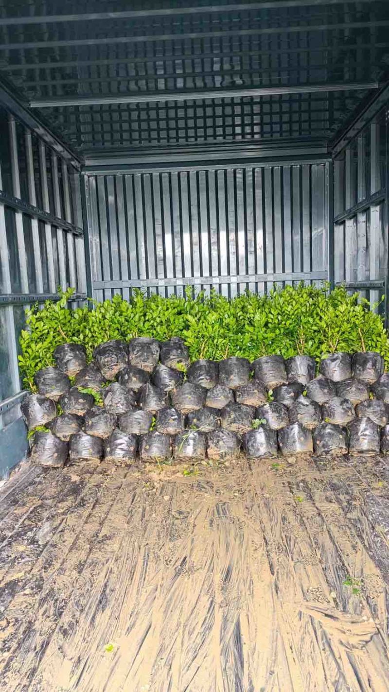 九里香20-150，基地直销，一手货源，大量低价出售