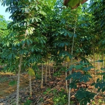 广西富川黄心木薯，木薯糖水原料批发