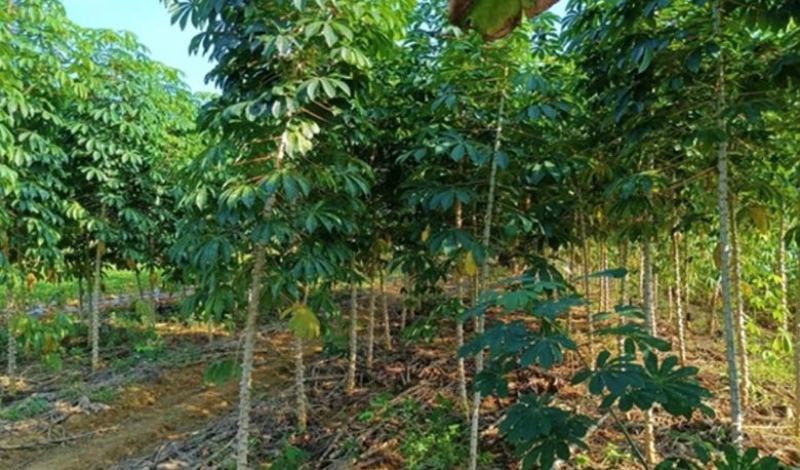 广西富川黄心木薯，木薯糖水原料批发