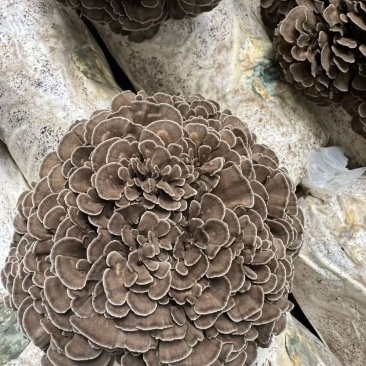 灰树花