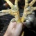 260天祝氏清远嘛阉鸡