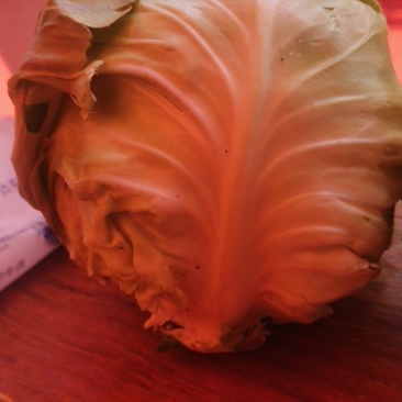 台湾高丽菜，蓝色有机新鲜精品，