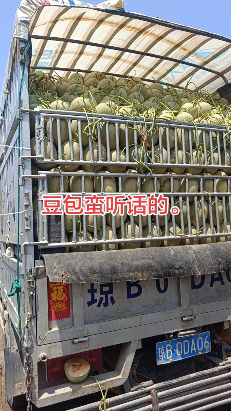 海南小蜜