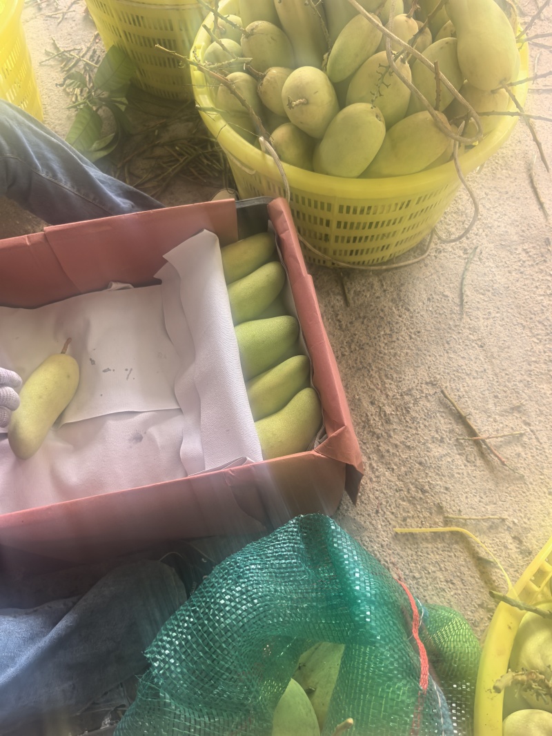 海南金煌芒，大量稳定供应