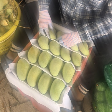 海南金煌芒，大量稳定供应