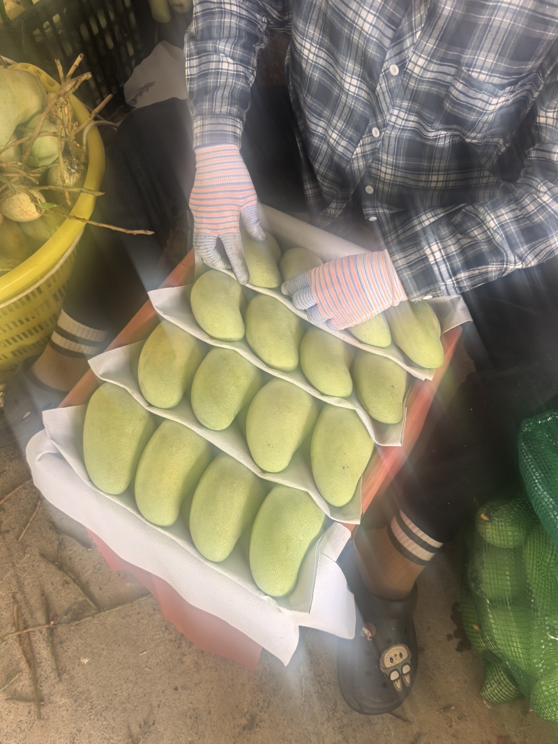 海南金煌芒，大量稳定供应