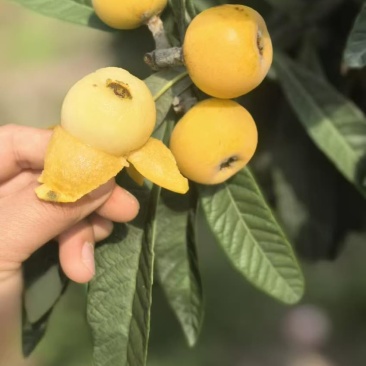 苏州东山白玉枇杷细腻多汁一件代发