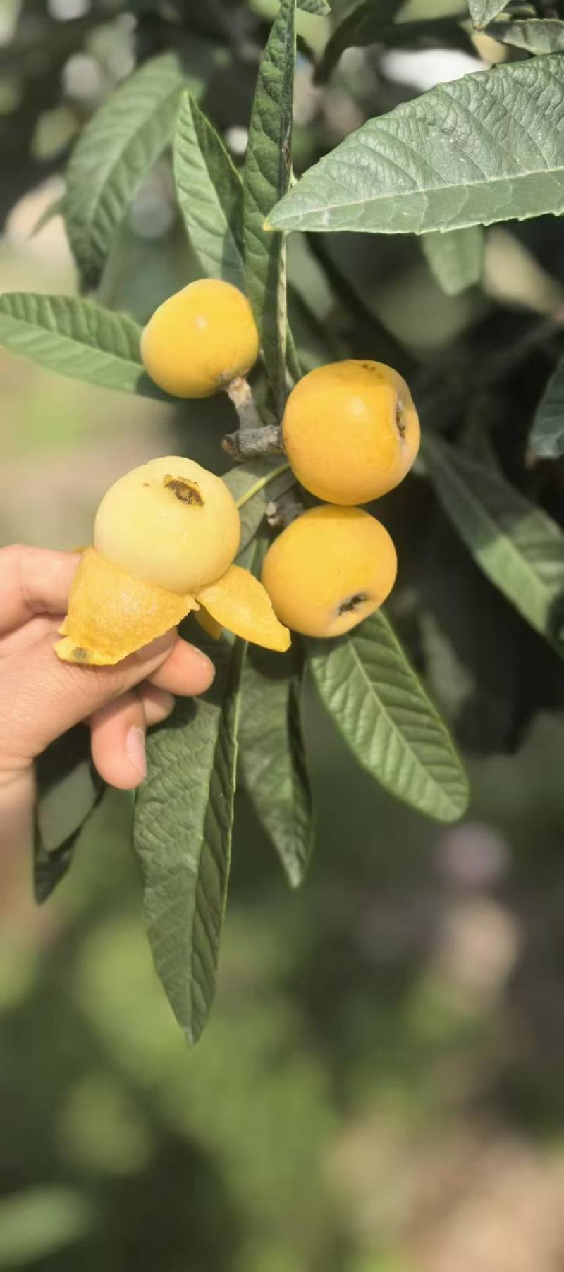 苏州东山白玉枇杷细腻多汁一件代发