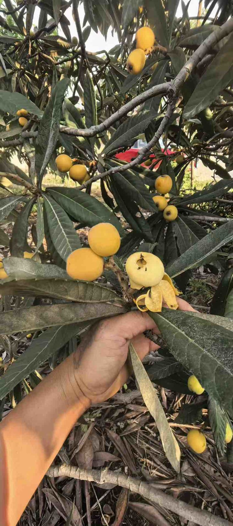 苏州东山白玉枇杷细腻多汁一件代发