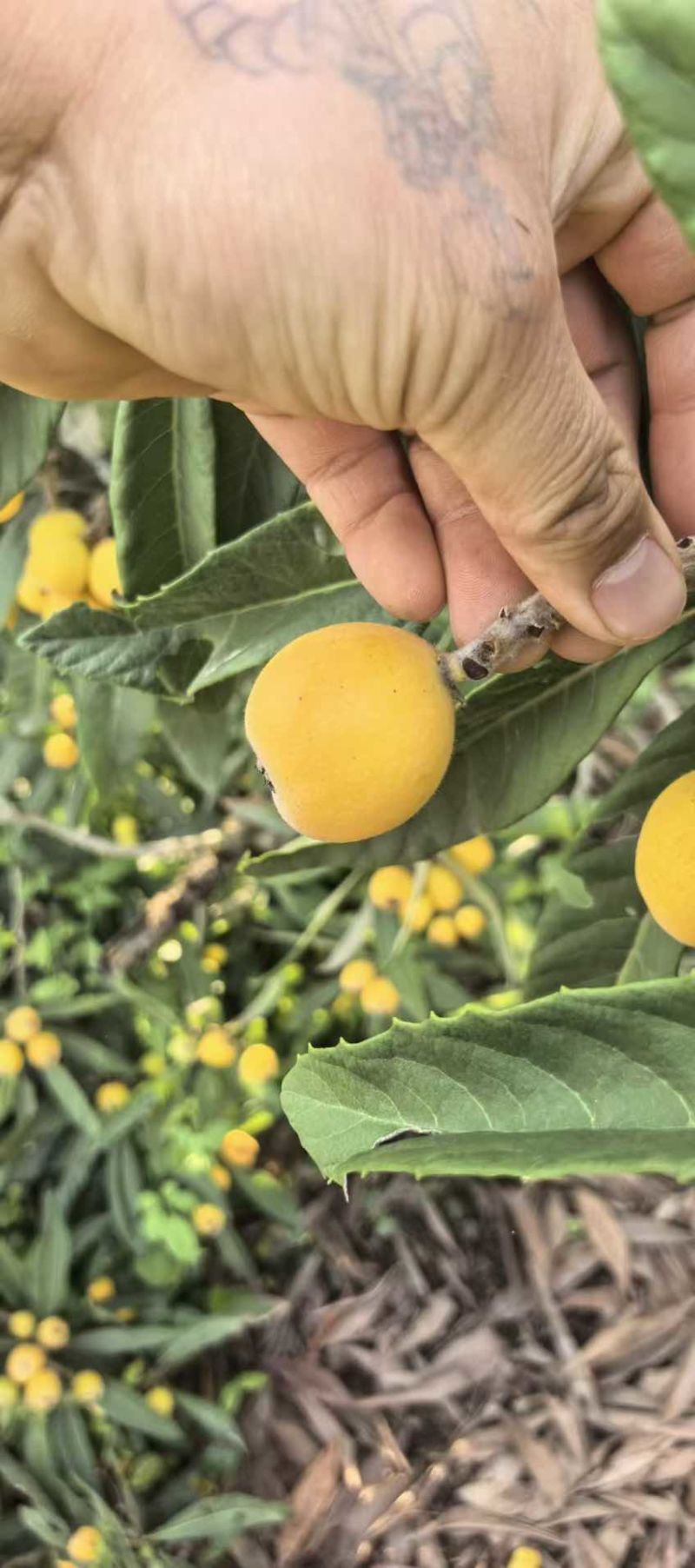 苏州东山白玉枇杷细腻多汁一件代发
