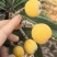 苏州东山白玉枇杷细腻多汁一件代发