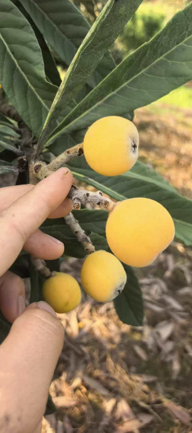 苏州东山白玉枇杷细腻多汁一件代发