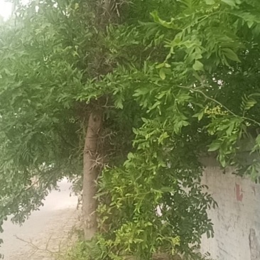 皂角树