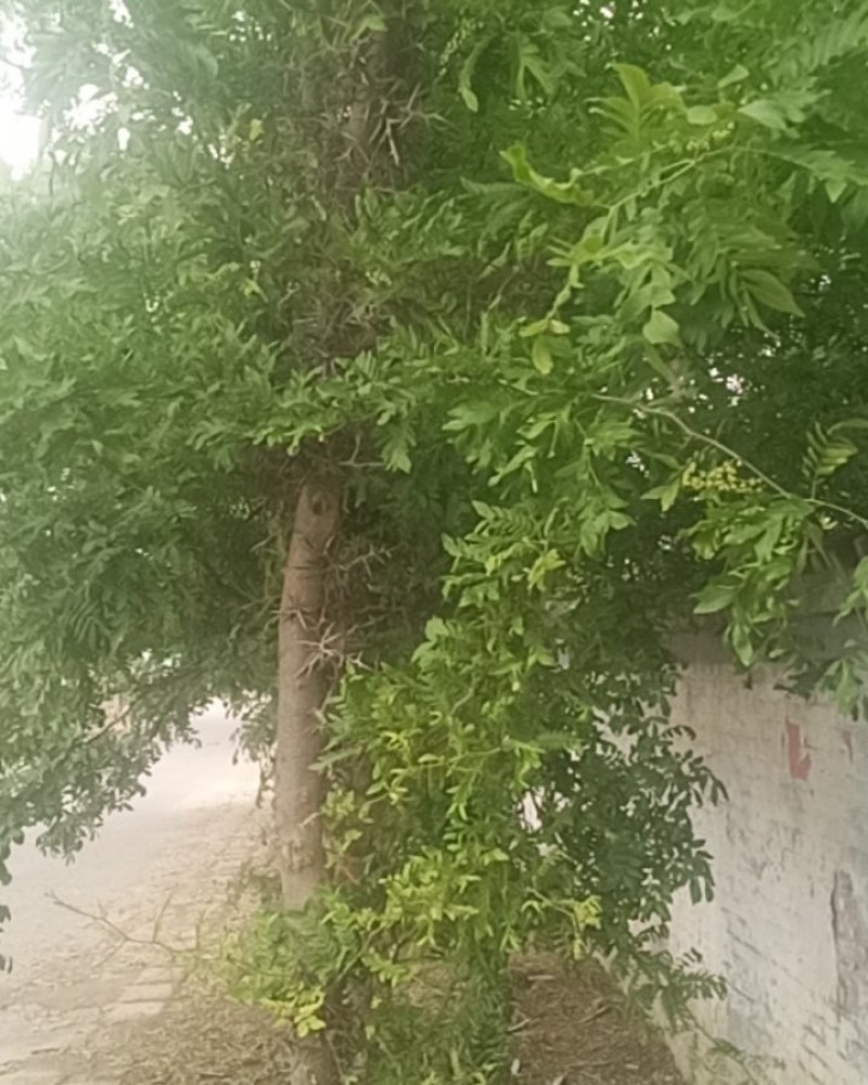 皂角树