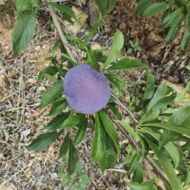 伽洲李