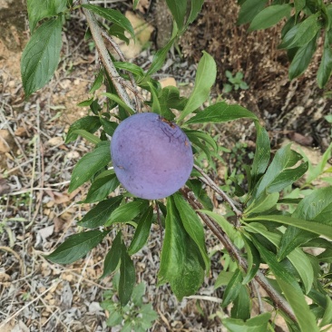 伽洲李