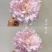 山东芍药鲜切花雪山紫玉