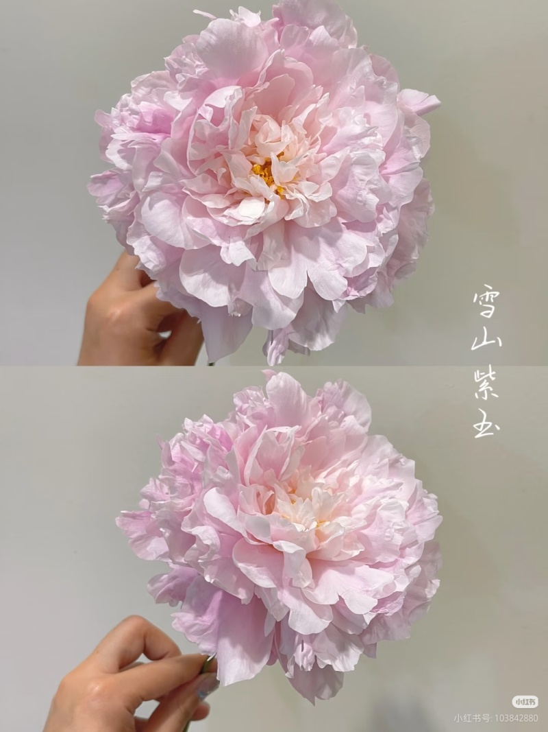 山东芍药鲜切花雪山紫玉