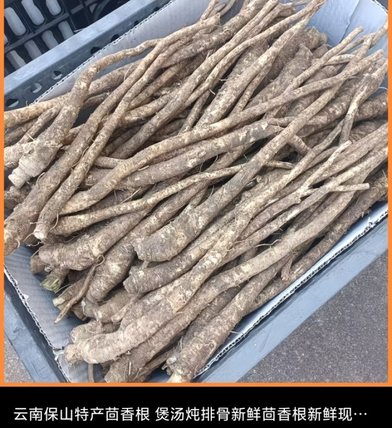 茴香根