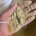 养殖熟玉米面，主要是降低成本，代替所有玉米养殖使用，营养丰富