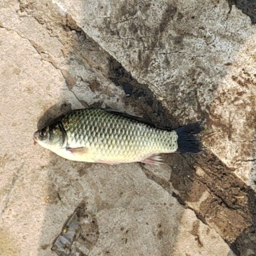 野生的小鲫鱼