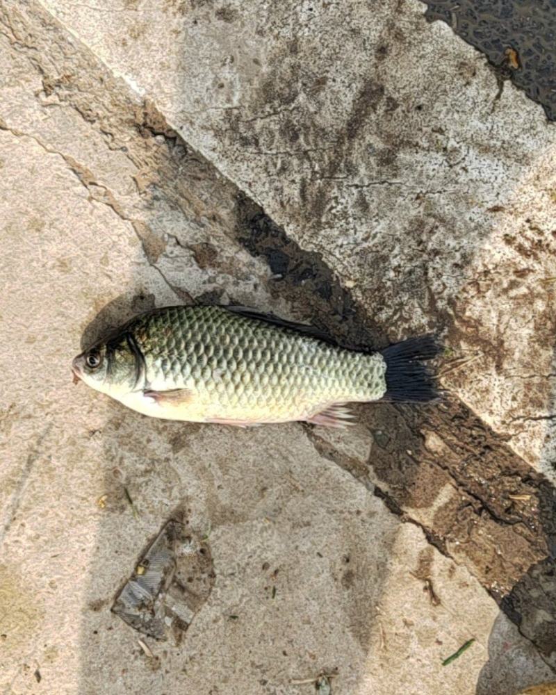 野生的小鲫鱼