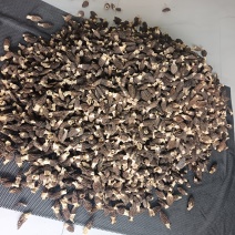 贵州羊肚菌