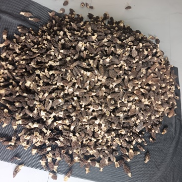 贵州羊肚菌