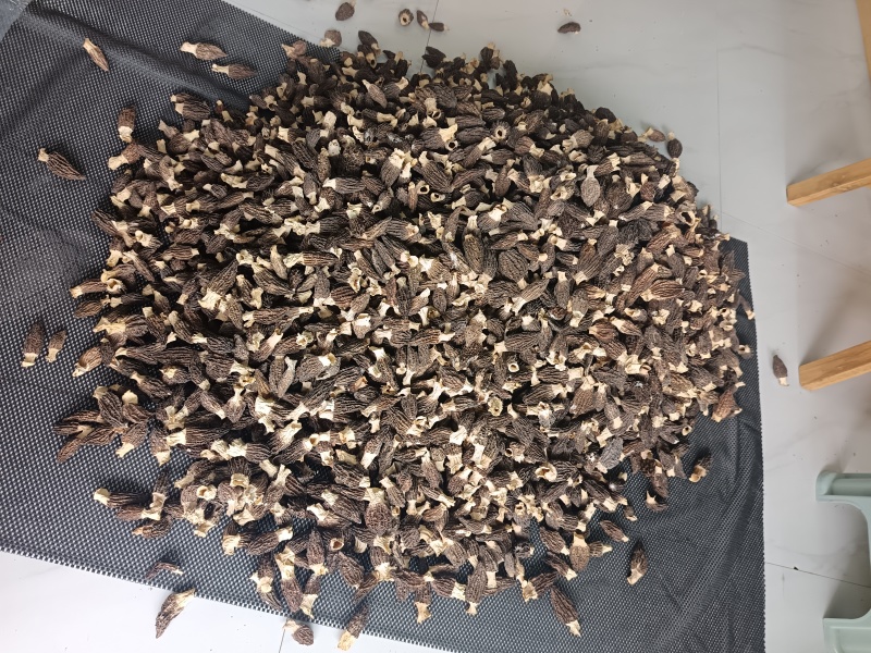 贵州羊肚菌