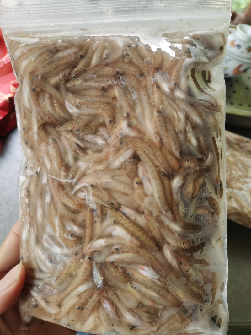 趴地虎鱼（狗母鱼），3一4公分，冰冻袋子装好