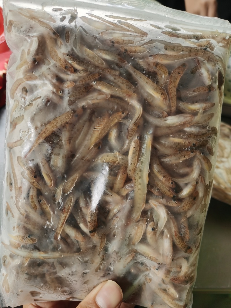 趴地虎鱼（狗母鱼），3一4公分，冰冻袋子装好