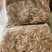 趴地虎鱼（狗母鱼），3一4公分，冰冻袋子装好