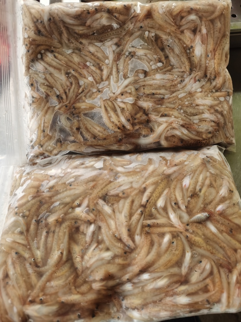 趴地虎鱼（狗母鱼），3一4公分，冰冻袋子装好