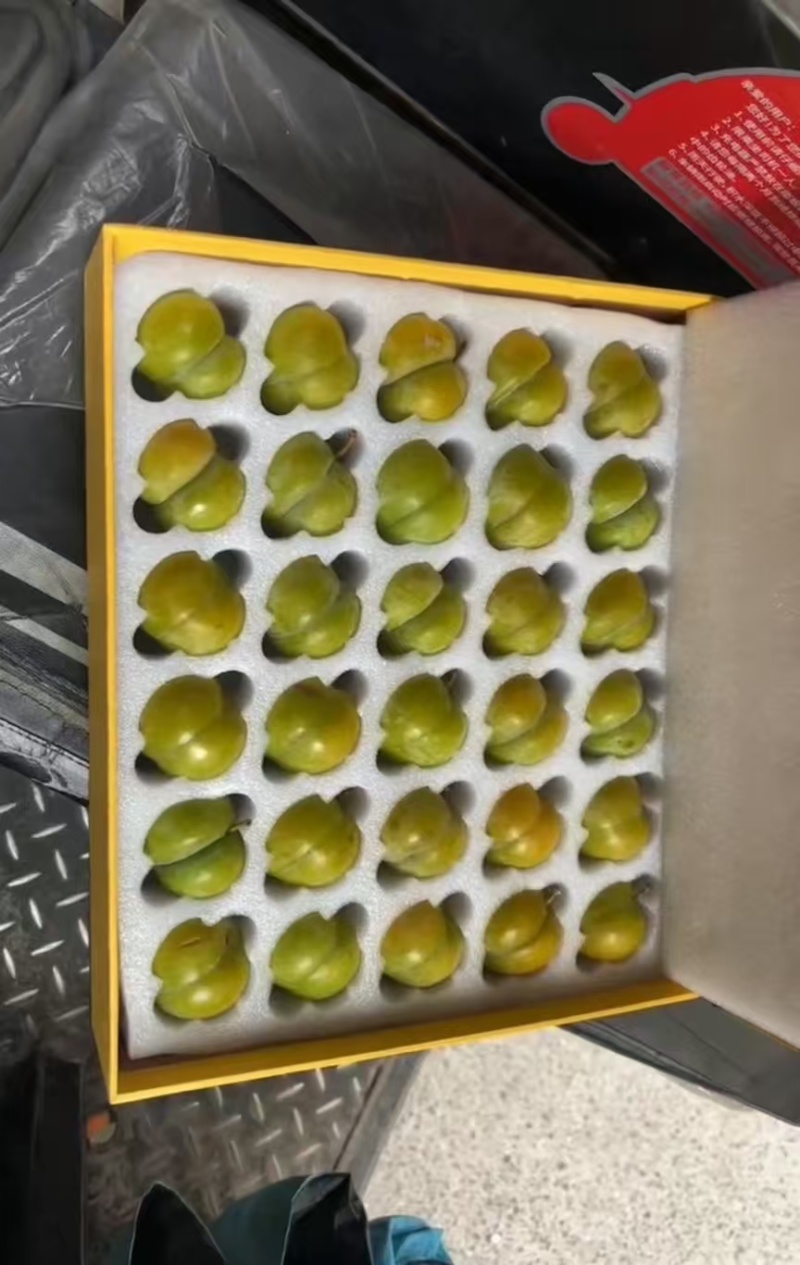 六马蜂糖李开始预售