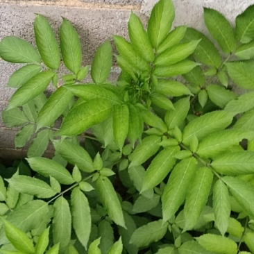 接骨草
