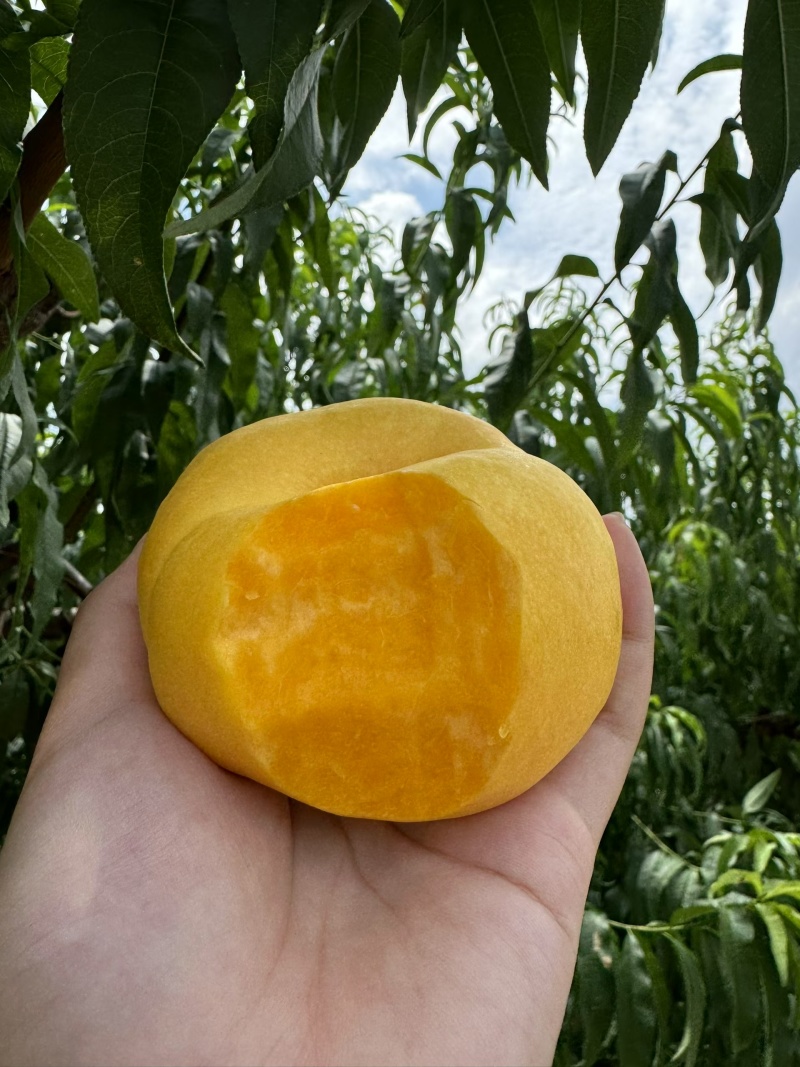 蒙阴蜜桃现在是大棚里面的