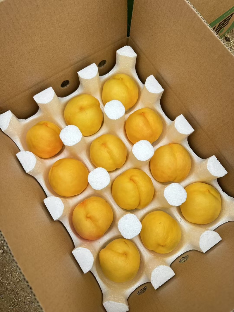 蒙阴蜜桃现在是大棚里面的