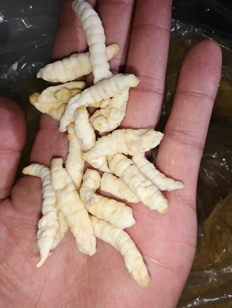 云南高原地蚕，白虫草，2026年新货，产地直发，量大从优