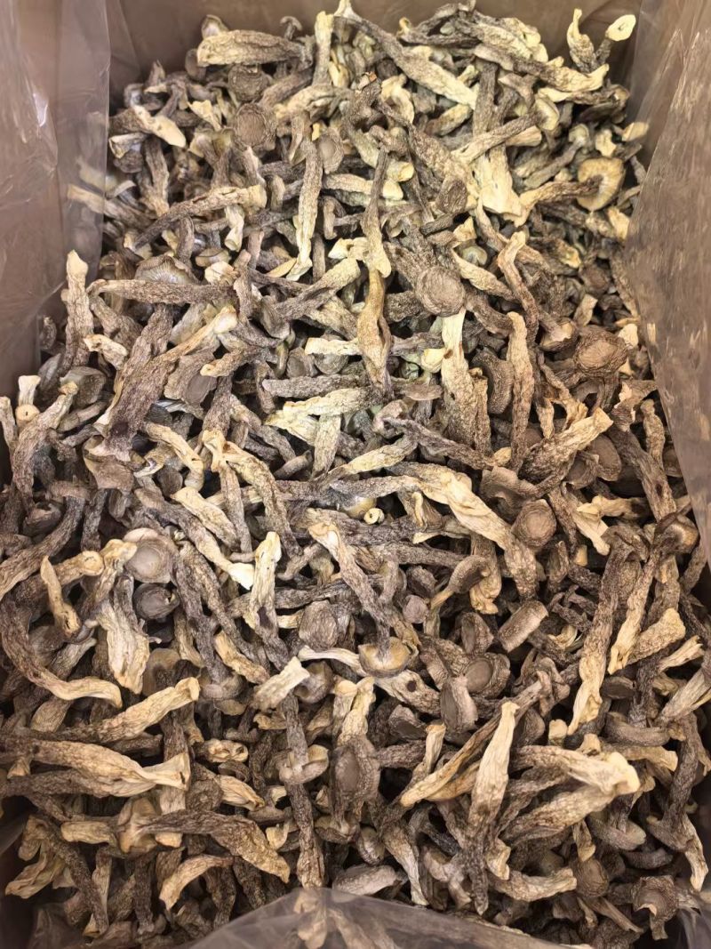 鹿茸菇干货特价大量现货优惠便宜质量好