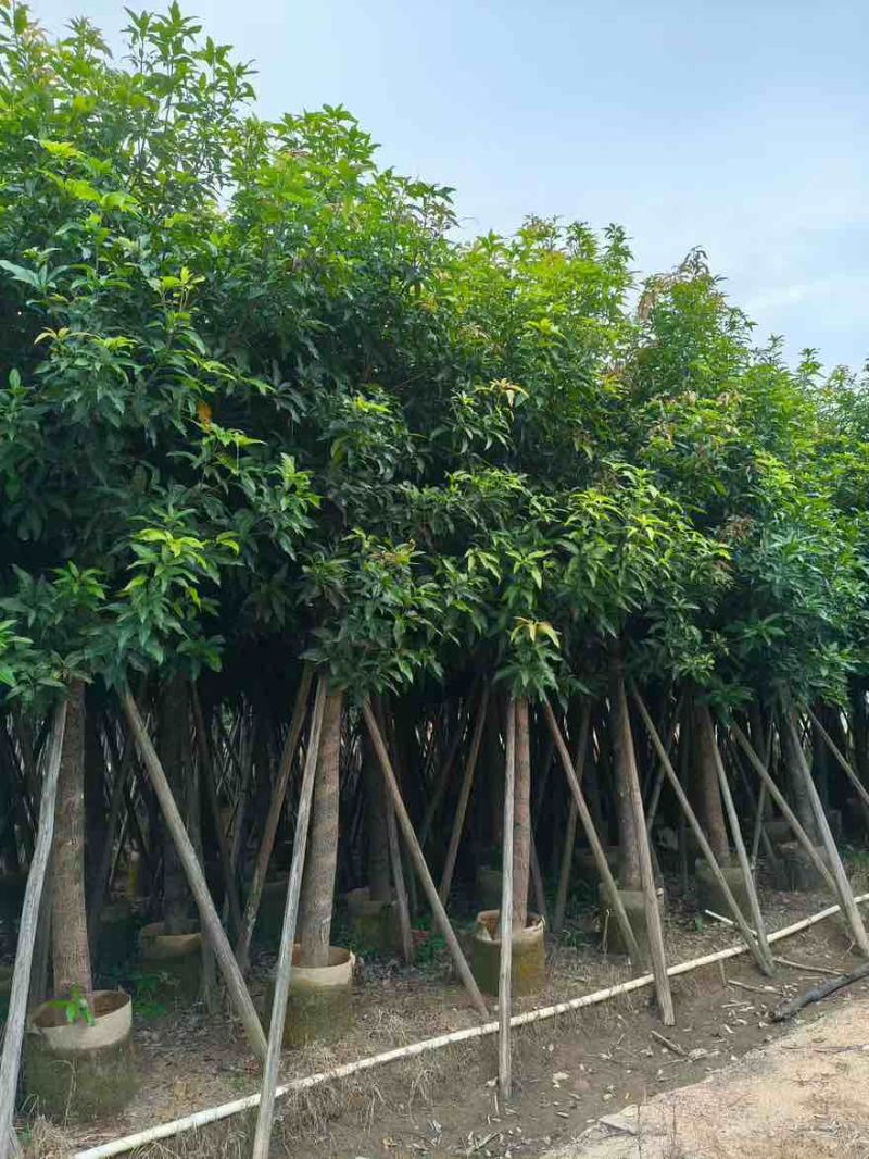 芒果3-15分，基地直销，一手货源，各种规格，大量低价出售